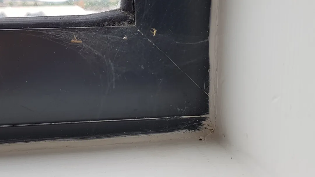 Dirty flat came with spider friend in the bedroom